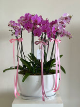 Cargar imagen en el visor de la galería, Timeless Orchid Deluxe