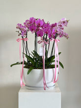 Cargar imagen en el visor de la galería, Timeless Orchid Deluxe