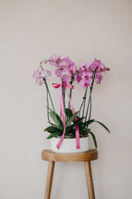 Cargar imagen en el visor de la galería, Timless Orchid