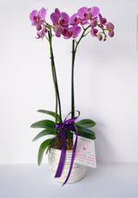 Cargar imagen en el visor de la galería, Orquídea phalaenopsis
