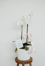 Cargar imagen en el visor de la galería, Orquídea phalaenopsis