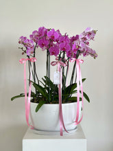 Cargar imagen en el visor de la galería, Timeless Orchid Deluxe
